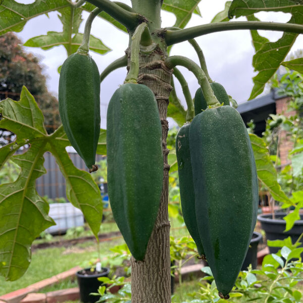 Babaco - Plants & Garden Melbourne