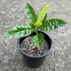loquat seedling