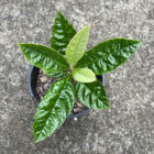 loquat seedling
