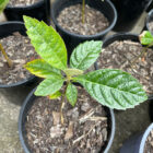 loquat seedling