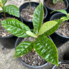 loquat seedling