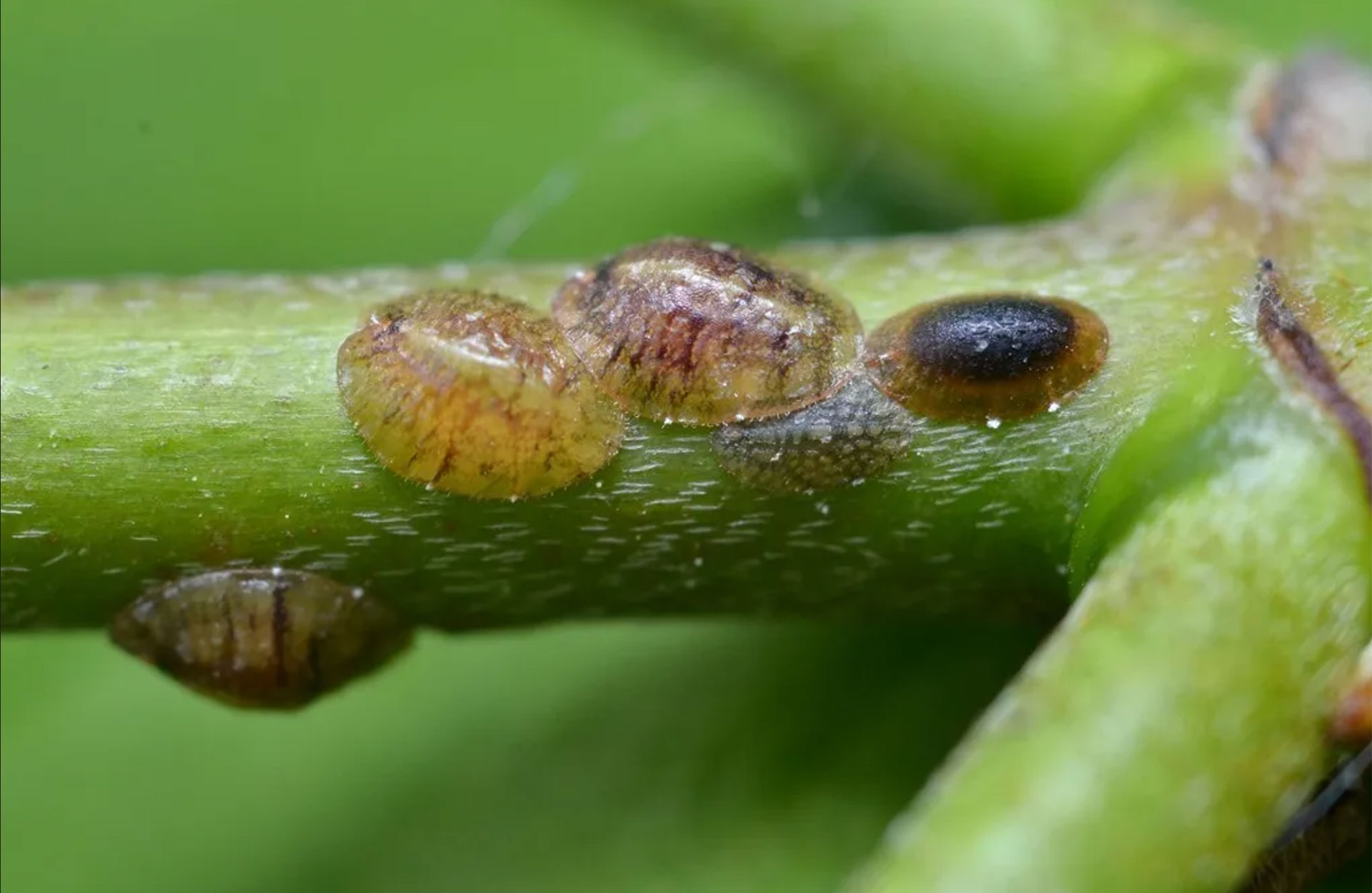 The Best Way to Deal with Scale Insects in Your Melbourne Home Garden